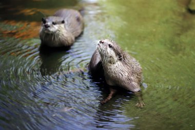 Suda oynarken Avrasya su samuru (Lutra lutra) şirin birkaç. Doğa ve yaban hayatı fotoğraf.