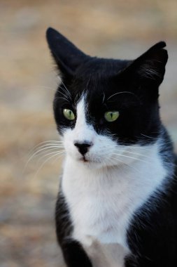 Kırsal kesimde feral siyah-beyaz kedi portresi. Doğa ve yaban hayatı fotoğraf.