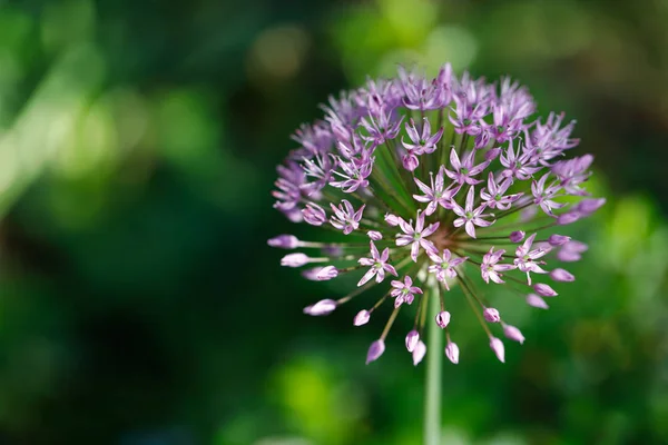 Leylak çiçeği bahar çayır üzerinde Close-up. Doğanın makro fotoğrafçılık.