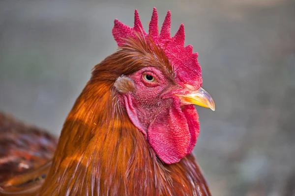 Yetişkin horoz portresi. O daha büyük tarağını gösteriyor. Doğa ve yaban hayatı fotoğraf.