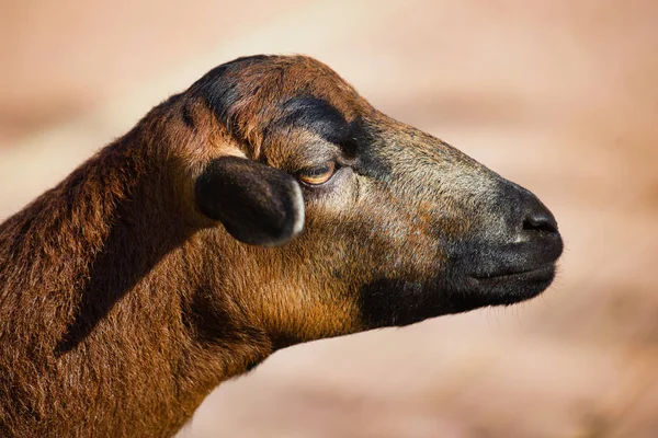 Retrato Ovelhas Camarões Domésticos Campo Fazenda Fotografia Natureza Vida Selvagem — Fotografia de Stock