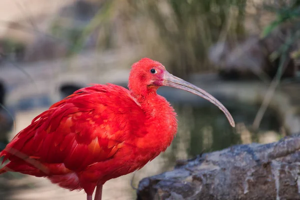 Portret Szkarłatnego Ibis Eudocimus Ruber Gatunku Ibis Należącego Rodziny Ptaków — Zdjęcie stockowe