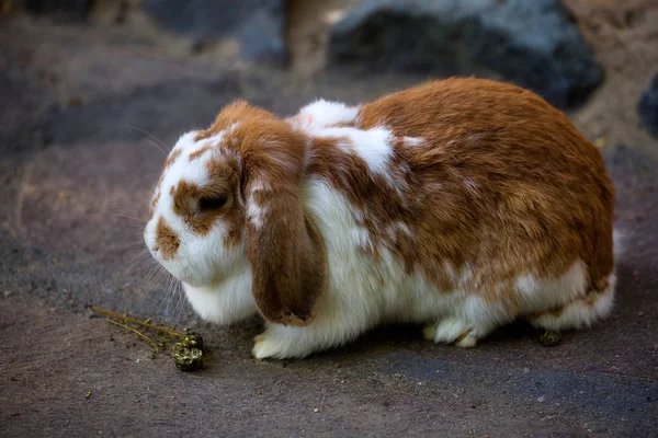 ホワイト ブラウン国内ピグミー ウサギの全身 — ストック写真