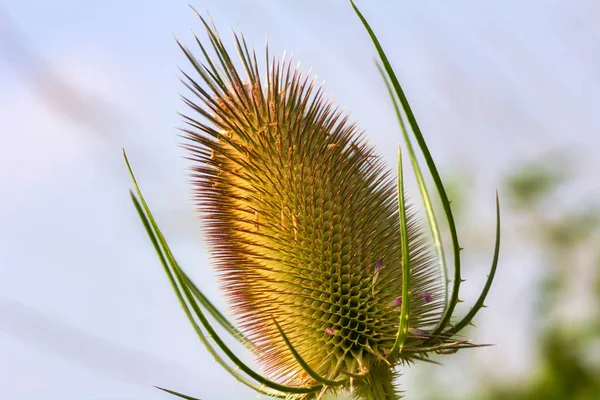 Γκρο Πλαν Των Άγριων Teasel Dipsacus Fullonum Στο Πεδίο Αργά — Φωτογραφία Αρχείου