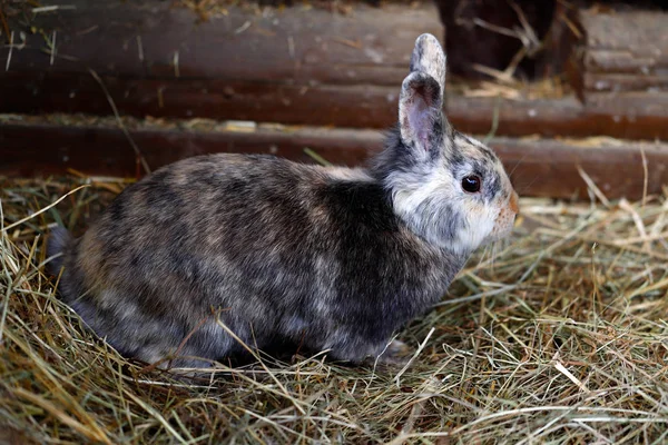色とりどりの国内ピグミー ウサギの全身 自然と野生動物の写真 — ストック写真