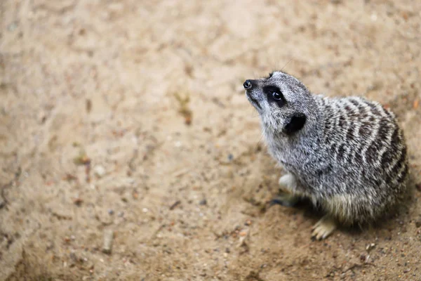 Corps Entier Meerkat Africain Sauvage Suricatta Photographie Nature Faune — Photo