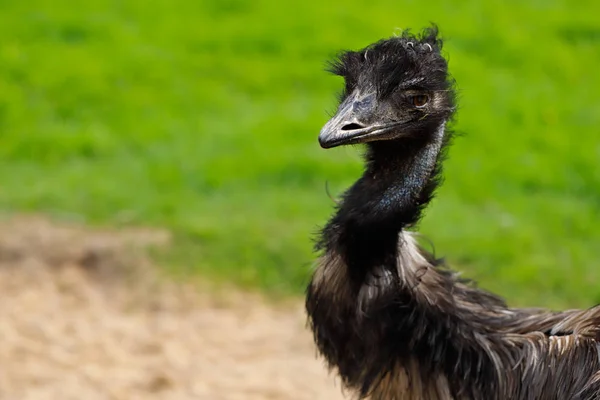 Close Emu Australiano Dromaius Novaehollandiae Vista Cabeça Emu Fotografia Natureza — Fotografia de Stock