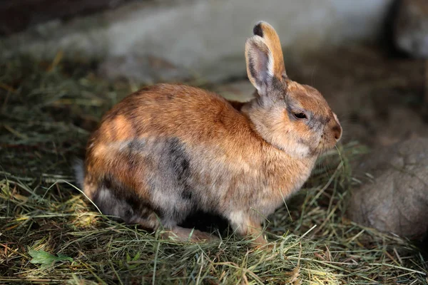 Hela Kroppen Multicolor Inhemska Pygmé Kanin Hare Fotografi Natur Och — Stockfoto