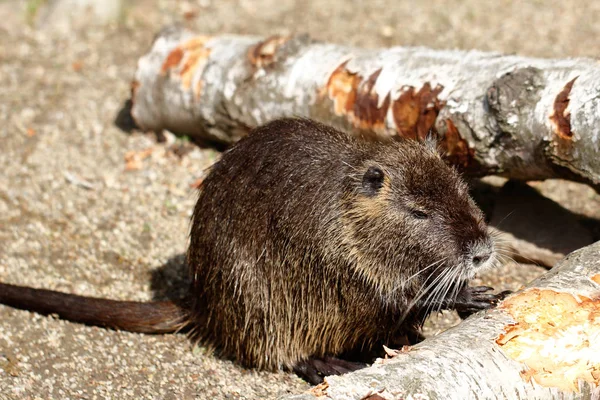 Cuerpo Lleno Nueces Coypu Myocastor Coypus Sentado Cerca Orilla Del — Foto de Stock