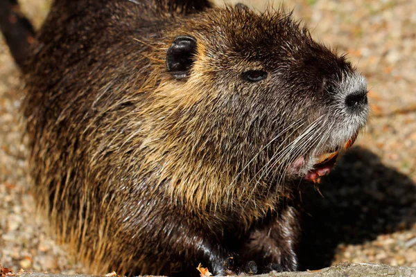 Portret Van Beverrat Nutria Myocastor Coypus Zitten Buurt Van Rivershore — Stockfoto