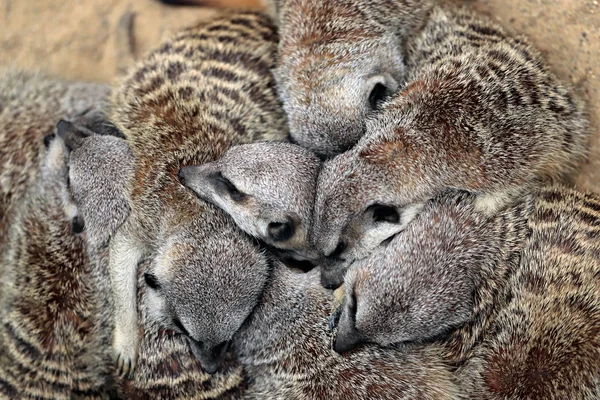 Relax sleeping wild African Meerkats family (Suricata suricatta). Photography of nature and wildlife.