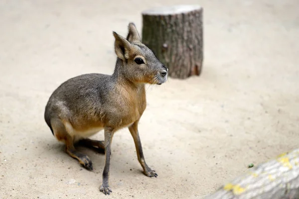 Full body of sitting Patagonian Cavy Mara (dolichotis mammal) — Stock Photo, Image