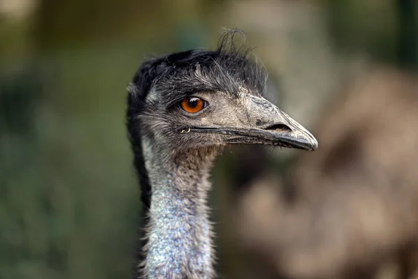 Australian Emu (Dromaius novaehollandiae), view of an Emu's head — Stock Photo, Image