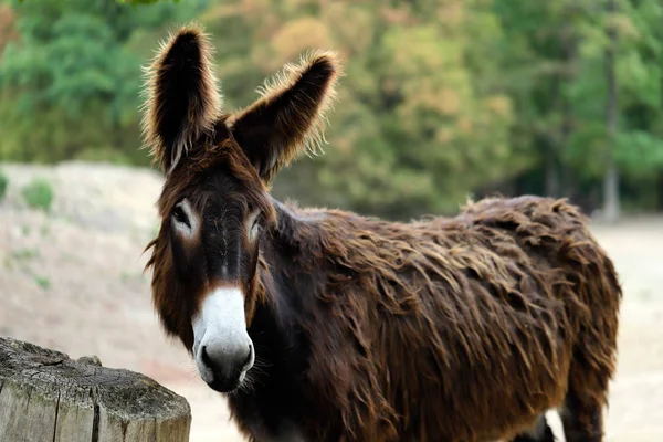 Porträtt av inhemska katalanska åsna på gården — Stockfoto