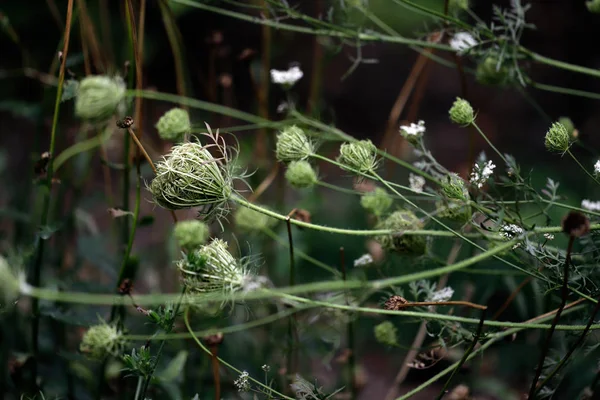 Gros Plan Des Plantes Sauvages Des Fleurs Sur Champ Été — Photo