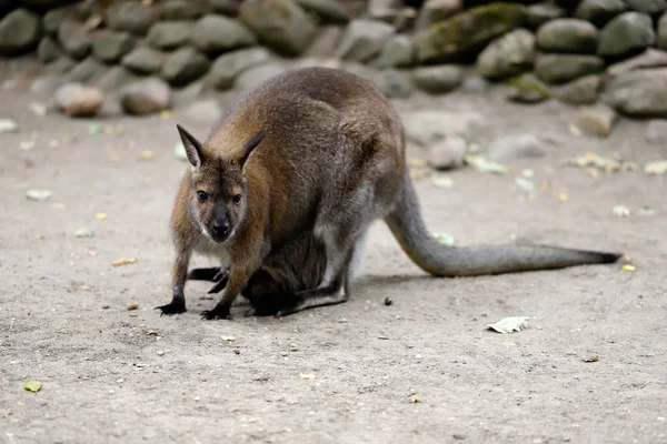 Cuerpo completo de canguro hembra adulto (Macropod ) —  Fotos de Stock