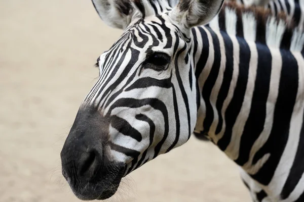 Portrét africké pruhovaným kožichem Zebra — Stock fotografie