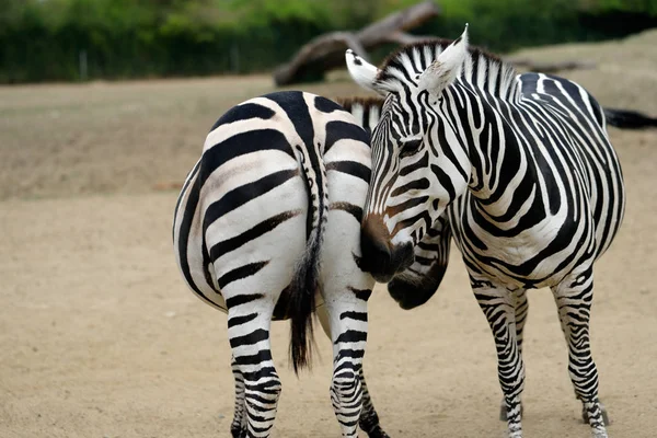 Dva Africké Pruhované Kabáty Zebry Fotografie Přírody Divoké Zvěře — Stock fotografie