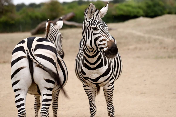 Retrato Zebras Casacos Listrados Africanos Fotografia Natureza Vida Selvagem — Fotografia de Stock