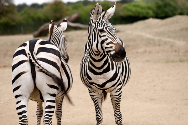 Portrait of African striped coats zebras. Photography of nature and wildlife.
