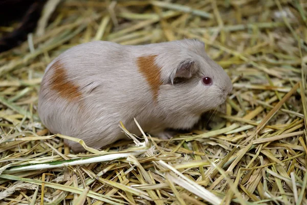 Cochon d'Inde (Cavia porcellus) domestique brun-blanc cavy — Photo