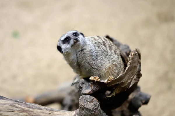 全身坐着的野生非洲 meerkat (suricatta suricatta)) — 图库照片
