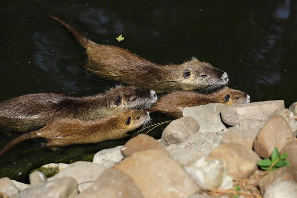 Família de coypu nutrias, myocastor coypu, nadando no riv — Fotografia de Stock