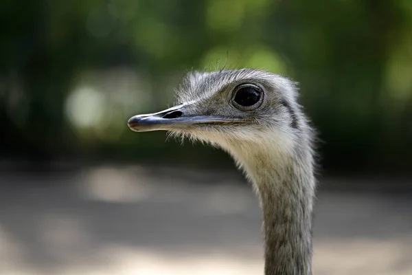 Portrét Close-up šedé větší rhea (Rhea americana) — Stock fotografie
