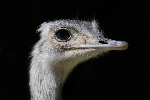 Крупный План Portrait Grey Greater Rhea Rhea Americana Фотография Природы — стоковое фото