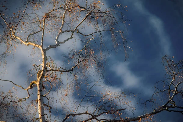 Vista Del Abedul Sobre Fondo Azul Del Cielo Otoñal Macro —  Fotos de Stock