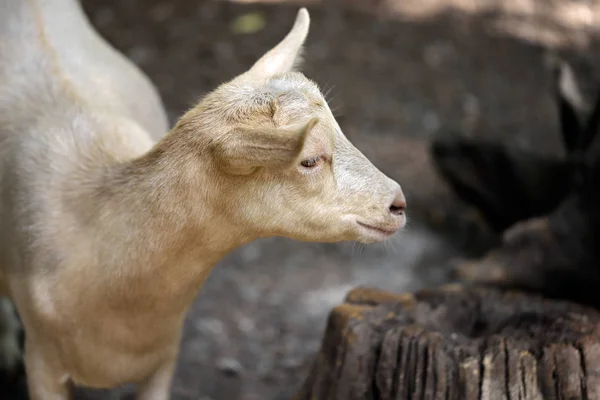Portrait Beige Goat Kid Farm Photography Nature Wildlife — Stock Photo, Image