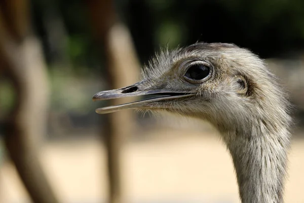 Close Portret Nandu Szare Rhea Americana Fotografia Przyrody Dzikich Zwierząt — Zdjęcie stockowe