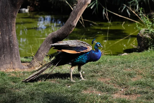 Ganzkörper Eines Männlichen Blauen Indischen Pfauenauges Auf Dem Teich Fotografie — Stockfoto