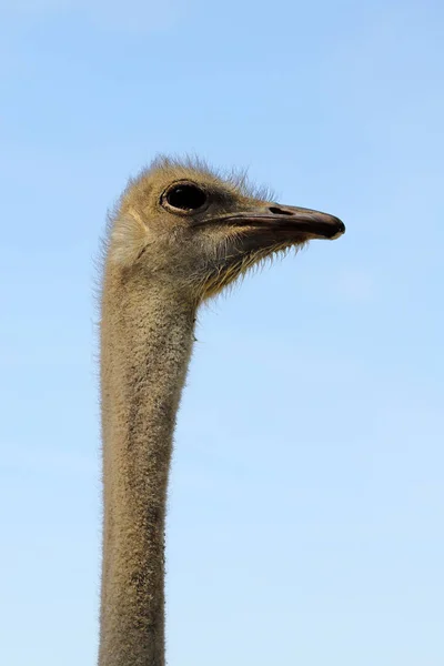 Baş Güney Afrikalı Kadın Ortak Devekuşu Struthio Camelus Yakın Çekim — Stok fotoğraf