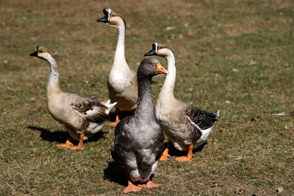 Toulouse Chinese Binnenlandse Ganzen Boerderij Fotografie Van Natuur Wildlife — Stockfoto