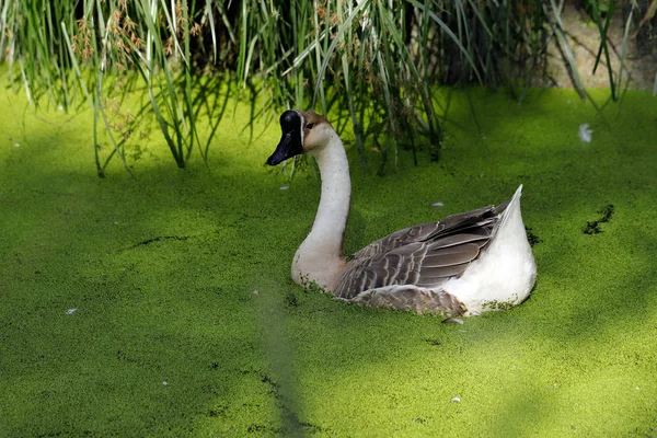 緑の藻に池で泳いで中国ガチョウの肖像画 自然と野生動物の写真 — ストック写真