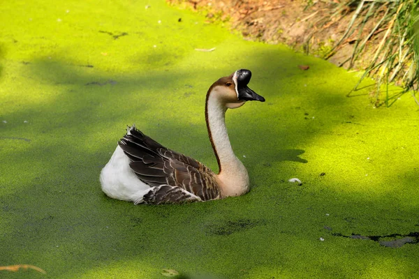 Retrato Ganso Chino Nadando Estanque Algas Verdes Fotografía Naturaleza Vida —  Fotos de Stock