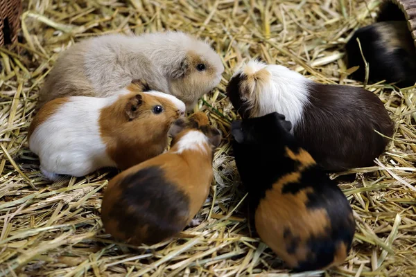 Evcil kobay (Cavia porcellus) mağarası. Doğanın ve vahşi yaşamın fotoğrafçılığı.