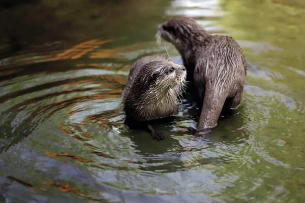 Cute couple of eurasian otters (Lutra lutra) playing in water. Photography of nature and wildlife.