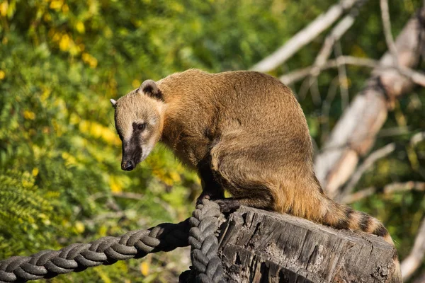 Full Body Sitting Nasua Raccoon Tree Stump Photogrphy Wildlife Royalty Free Stock Photos