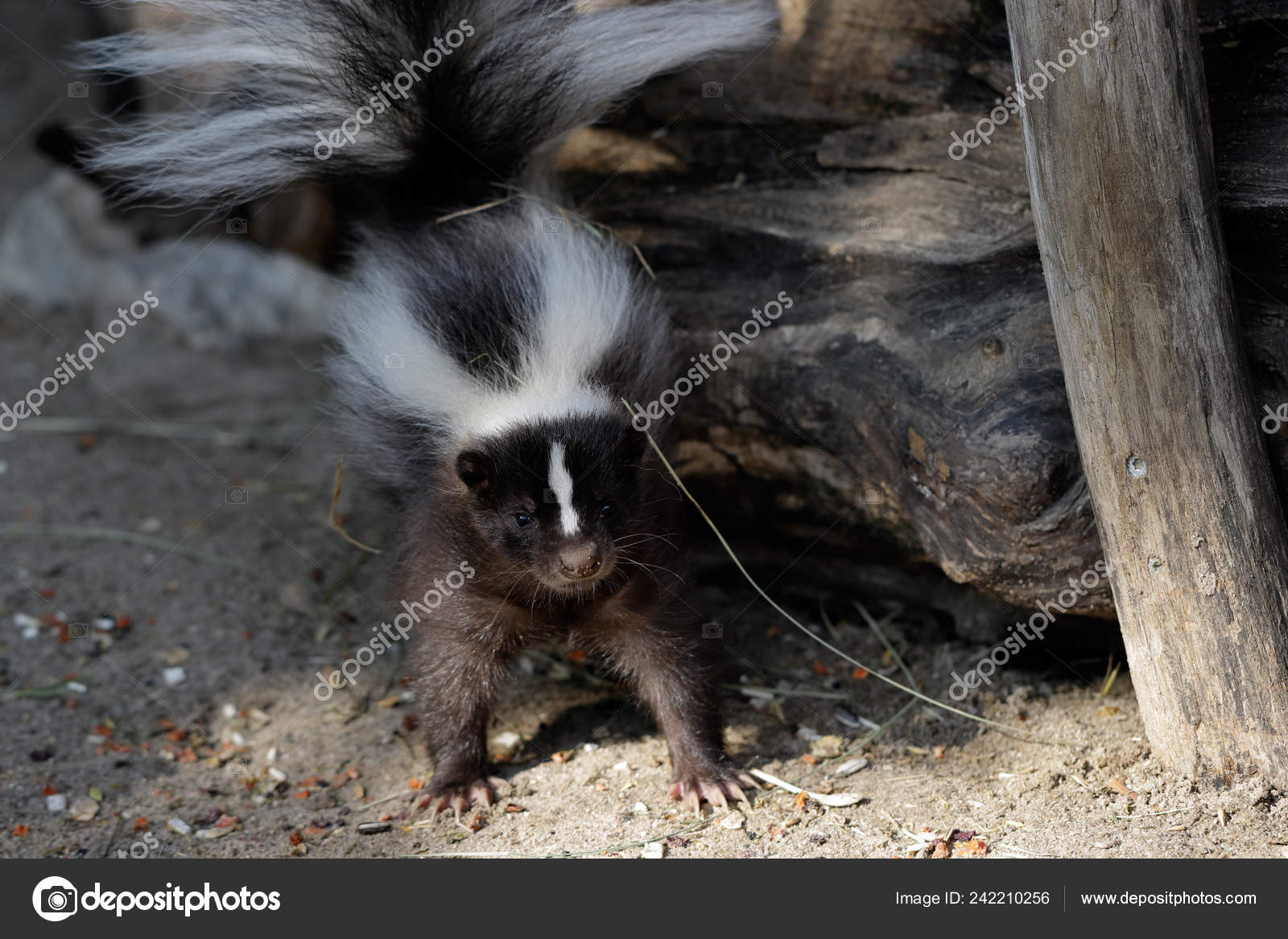 de stink a skunk