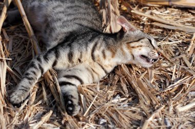 Kırsal kesimde feral çok renkli çizgili kedi portresi. Doğa ve yaban hayatı fotoğraf.