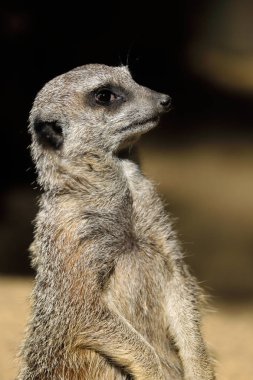 Vahşi Afrika çöl faresi (Suricata suri oturma portre yakın çekim