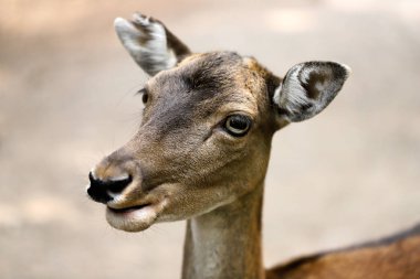 Alageyik (dama, dama) ormana yakın çekim portre. Doğa ve yaban hayatı fotoğraf.
