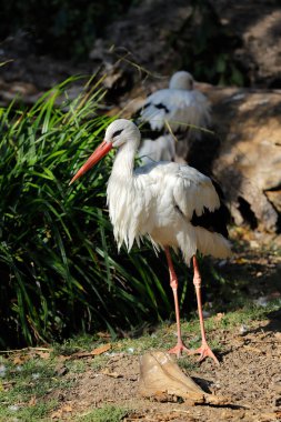 Tam beyaz leylek leylek ailesinin Ciconiidae büyük bir yürüyen kuş görünümüdür. Doğa ve yaban hayatı fotoğraf.