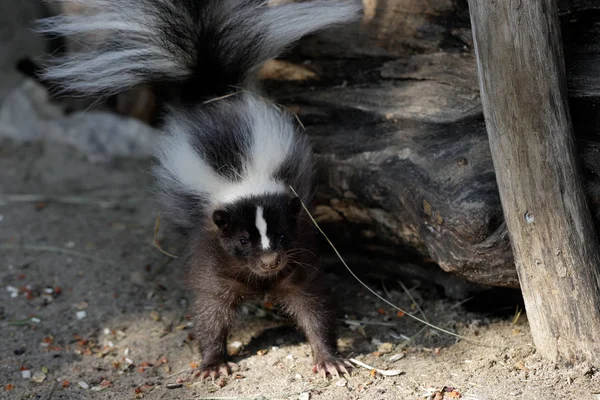 Mephitidae の肖像画は スカンクを含む哺乳類の家族をアナグマの悪臭を放ちます 自然と野生動物の写真 — ストック写真