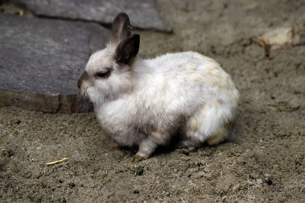 スモーキーなブラウン グレー国内ピグミー ウサギ うさぎ の完全なボディ 自然と野生動物の写真 — ストック写真