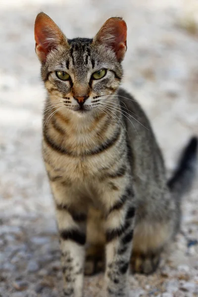 Retrato Gato Rayas Pardo Grisáceas Campo Fotografía Naturaleza Vida Silvestre —  Fotos de Stock