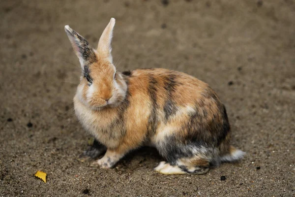 Ganzkörper Von Mehrfarbigen Hauskaninchen Kaninchen Fotografie Von Natur Und Tierwelt — Stockfoto