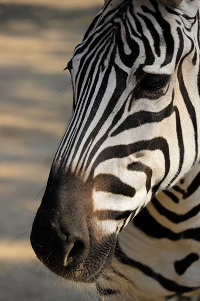 Portrét Hlavy Podrobnosti Africké Pruhovaným Kožichem Zebra Fotografie Přírody Divoké — Stock fotografie